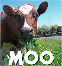 MOO
